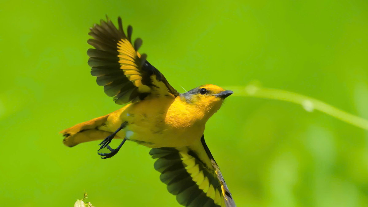Quelle équipe a remporté le plus grand concours d'observation d'oiseaux du Vietnam ?