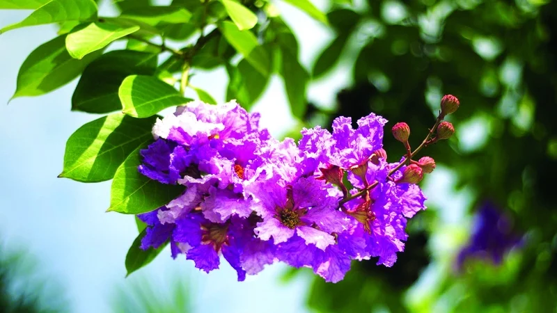Les fleurs violettes du lilas des Indes colorent les rues d'Hanoï au début de l'été.