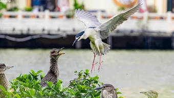 Les oiseaux sauvages affluent au lac Ho Guom pour y nicher et chasser, pour le plus grand plaisir des touristes.