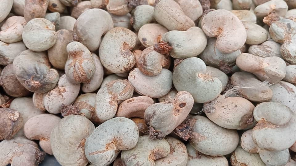 Poor cashew harvest in Côte d'Ivoire linked to erratic weather and farming practices