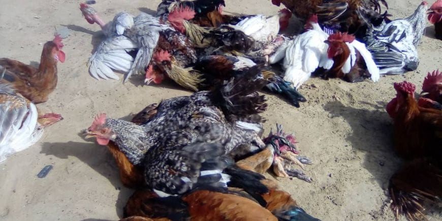 Tchad: soaring poultry prices hit households and traders in Ati