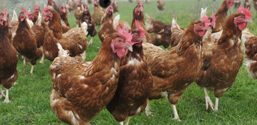 A free-range chicken farm in Gabon with natural vegetation in the background